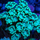 Ultra Neon Green Alveopora Coral Frag Ultra Neon Green Alveopora Coral Frag Animals & Pet Supplies Ultra Neon Green Alveopora Coral Frag Zeo Box Reef