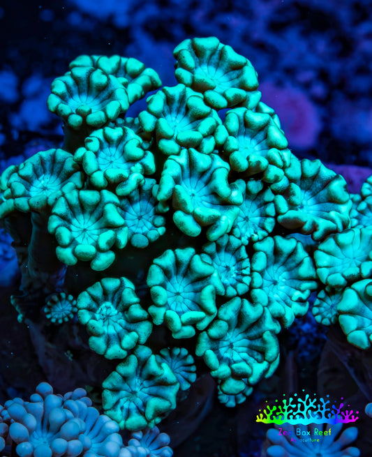 Ultra Neon Green Alveopora Coral Frag Ultra Neon Green Alveopora Coral Frag Animals & Pet Supplies Ultra Neon Green Alveopora Coral Frag Zeo Box Reef