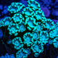 Ultra Neon Green Alveopora Coral Frag Ultra Neon Green Alveopora Coral Frag Animals & Pet Supplies Ultra Neon Green Alveopora Coral Frag Zeo Box Reef