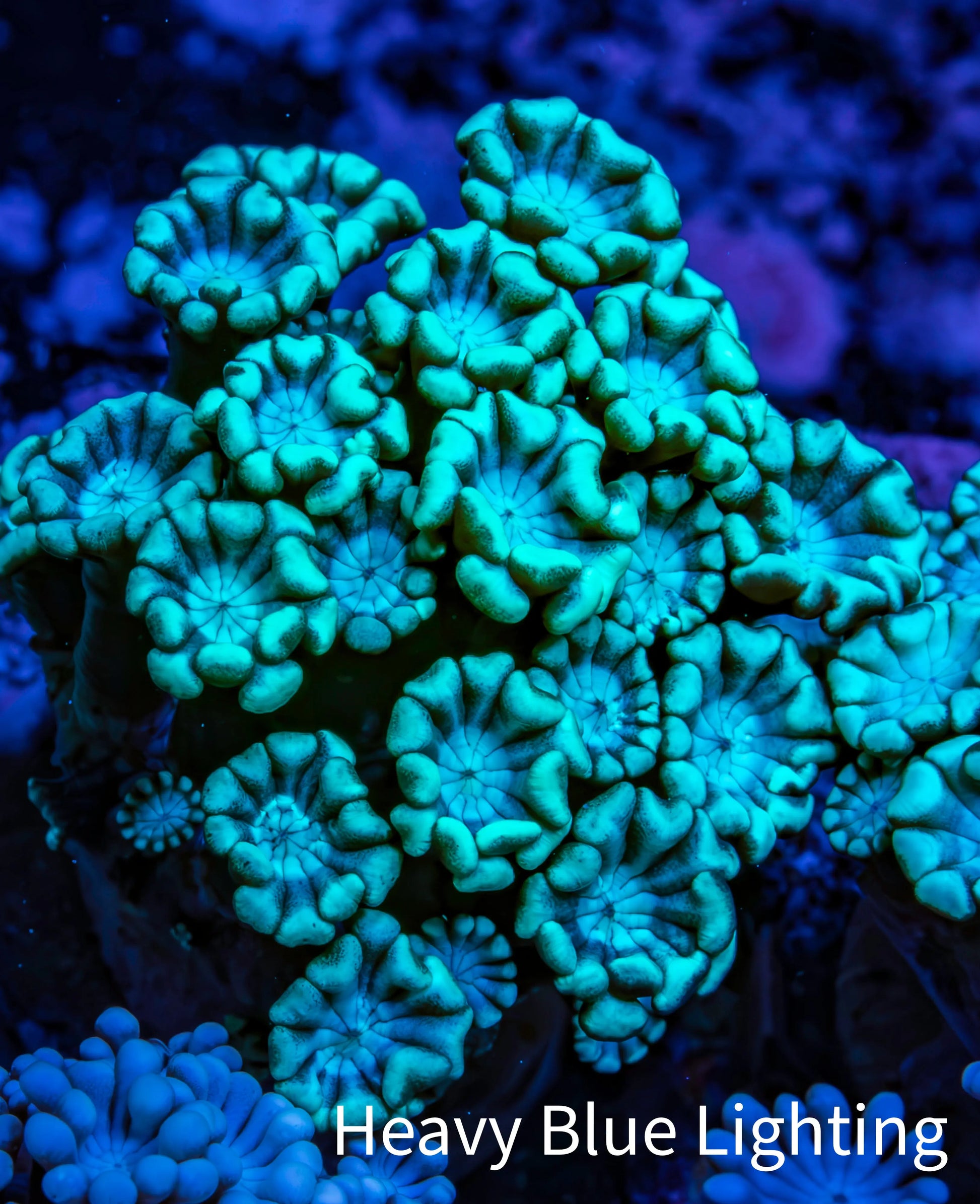 Ultra Neon Green Alveopora Coral Frag Ultra Neon Green Alveopora Coral Frag Animals & Pet Supplies Ultra Neon Green Alveopora Coral Frag Zeo Box Reef