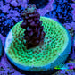 Ultra Neon Green Base Purple Acro Frag WYSIWYG Ultra Neon Green Base Purple Acro Frag WYSIWYG SPS Ultra Neon Green Base Purple Acro Frag WYSIWYG Zeo Box Reef