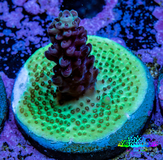 Ultra Neon Green Base Purple Acro Frag WYSIWYG Ultra Neon Green Base Purple Acro Frag WYSIWYG SPS Ultra Neon Green Base Purple Acro Frag WYSIWYG Zeo Box Reef