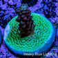 Ultra Neon Green Base Purple Acro Frag WYSIWYG Ultra Neon Green Base Purple Acro Frag WYSIWYG SPS Ultra Neon Green Base Purple Acro Frag WYSIWYG Zeo Box Reef