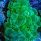 Ultra Neon Green Bubble Coral WYSIWYG (6cm) Ultra Neon Green Bubble Coral WYSIWYG (6cm) LPS Ultra Neon Green Bubble Coral WYSIWYG (6cm) Zeo Box Reef