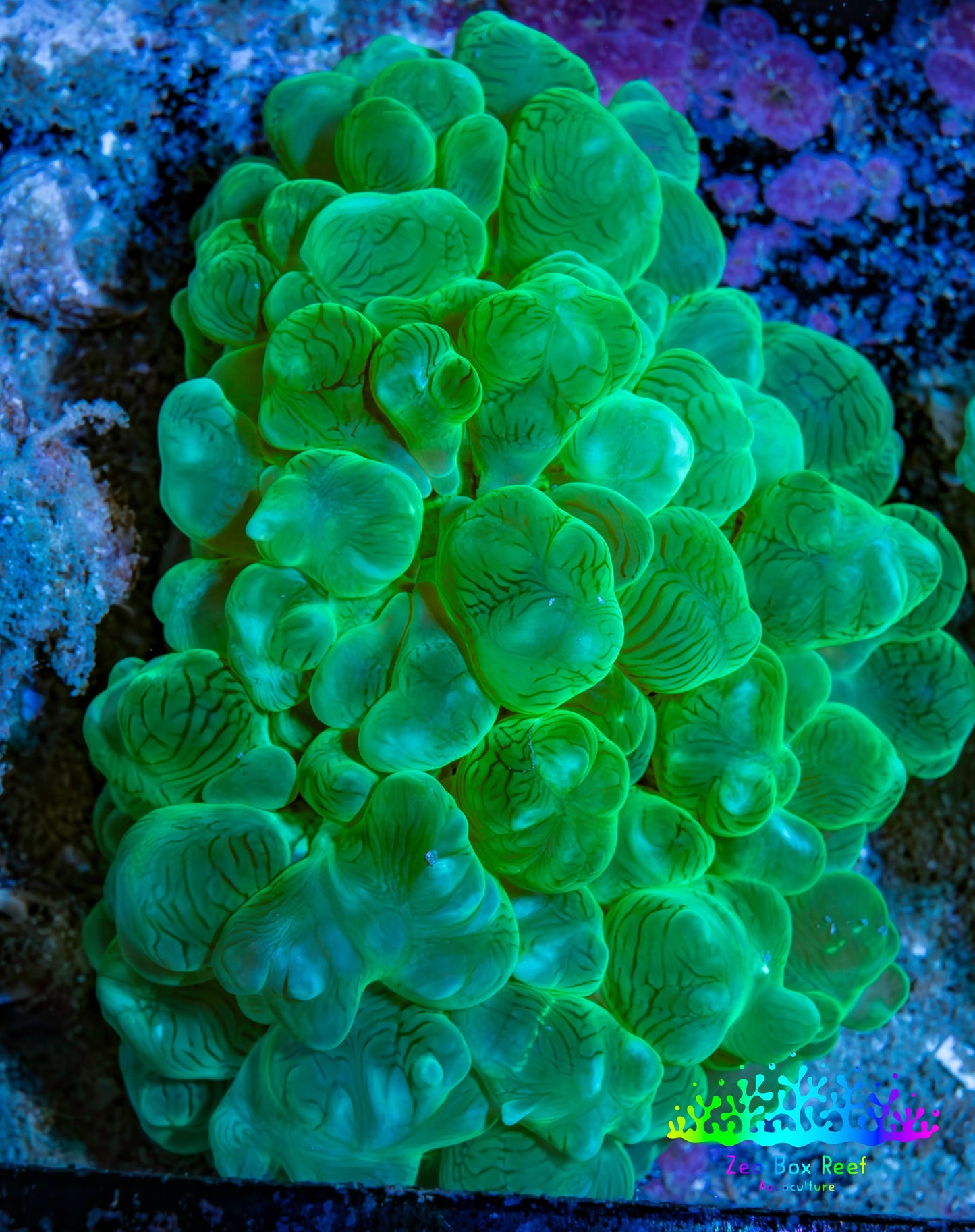 Ultra Neon Green Bubble Coral WYSIWYG (6cm) Ultra Neon Green Bubble Coral WYSIWYG (6cm) LPS Ultra Neon Green Bubble Coral WYSIWYG (6cm) Zeo Box Reef