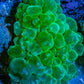 Ultra Neon Green Bubble Coral WYSIWYG (6cm) Ultra Neon Green Bubble Coral WYSIWYG (6cm) LPS Ultra Neon Green Bubble Coral WYSIWYG (6cm) Zeo Box Reef