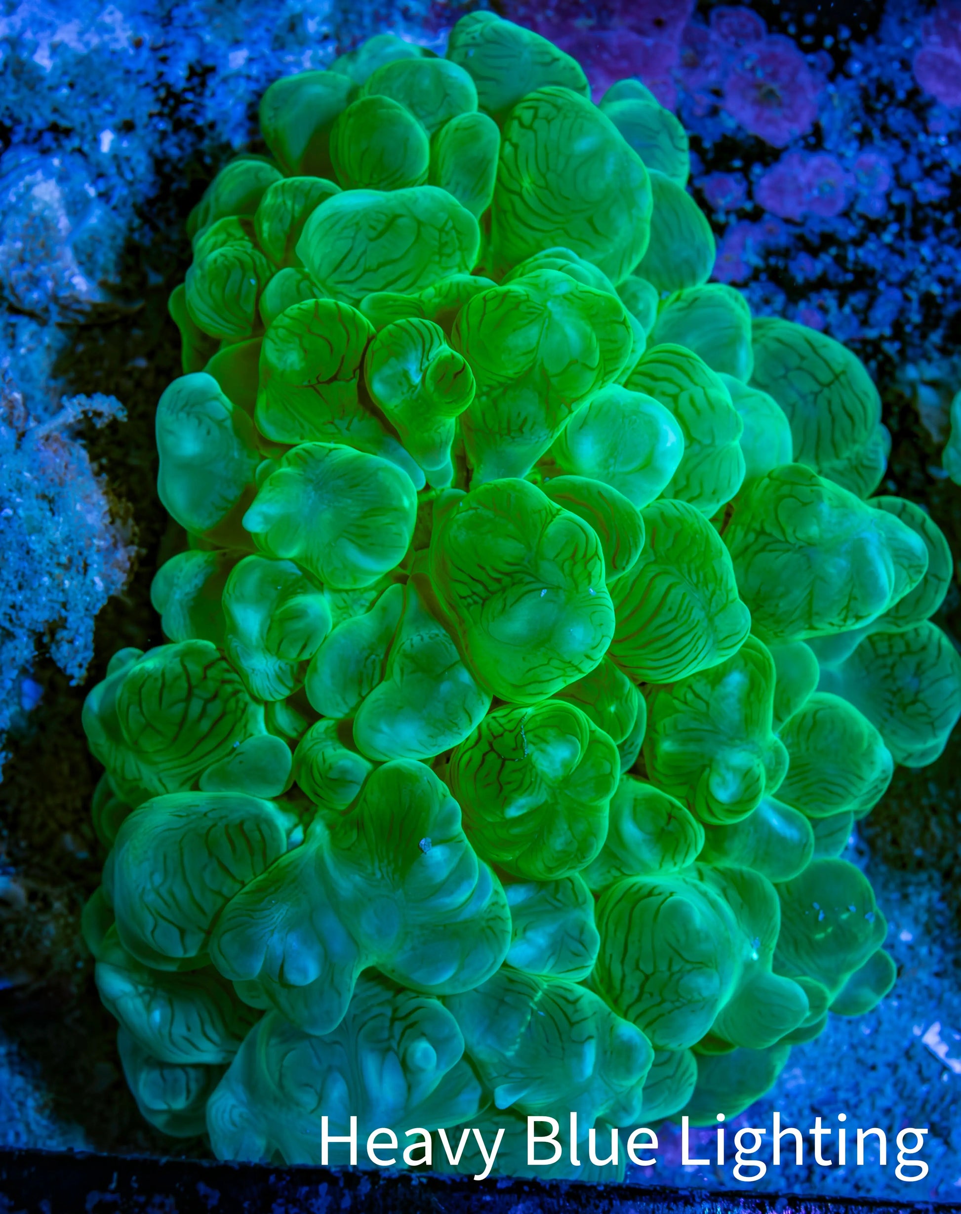 Ultra Neon Green Bubble Coral WYSIWYG (6cm) Ultra Neon Green Bubble Coral WYSIWYG (6cm) LPS Ultra Neon Green Bubble Coral WYSIWYG (6cm) Zeo Box Reef