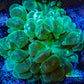 Ultra Neon Green Bubble Coral WYSIWYG (7cm) Ultra Neon Green Bubble Coral WYSIWYG (7cm) LPS Ultra Neon Green Bubble Coral WYSIWYG (7cm) Zeo Box Reef