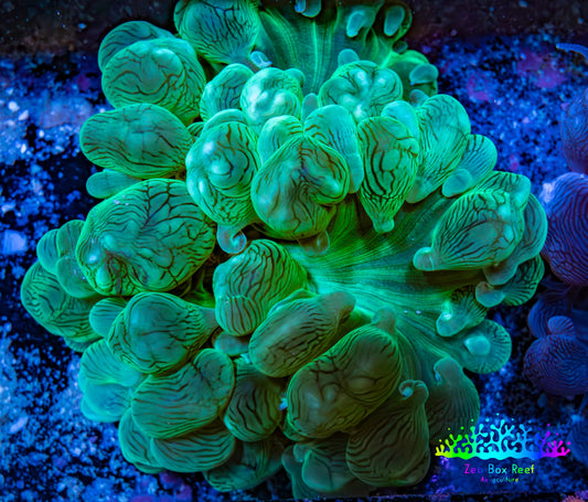 Ultra Neon Green Bubble Coral WYSIWYG (7cm) Ultra Neon Green Bubble Coral WYSIWYG (7cm) LPS Ultra Neon Green Bubble Coral WYSIWYG (7cm) Zeo Box Reef
