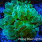 Ultra Neon Green Bubble Coral WYSIWYG (7cm) Ultra Neon Green Bubble Coral WYSIWYG (7cm) LPS Ultra Neon Green Bubble Coral WYSIWYG (7cm) Zeo Box Reef