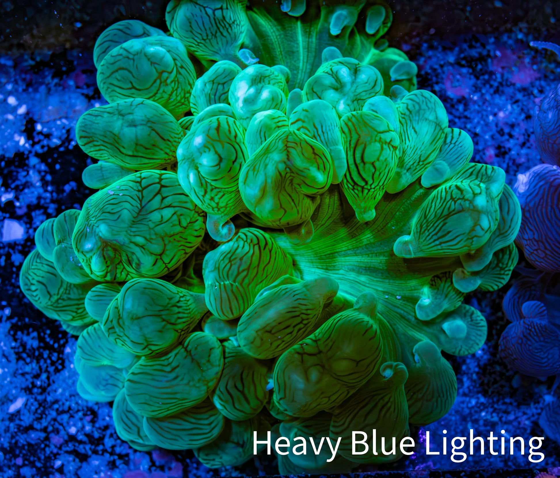 Ultra Neon Green Bubble Coral WYSIWYG (7cm) Ultra Neon Green Bubble Coral WYSIWYG (7cm) LPS Ultra Neon Green Bubble Coral WYSIWYG (7cm) Zeo Box Reef
