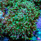 Ultra  Neon Green Fluffy Rhodactis Coral -  4cm Ultra  Neon Green Fluffy Rhodactis Coral -  4cm Animals & Pet Supplies Ultra  Neon Green Fluffy Rhodactis Coral -  4cm Zeo Box Reef
