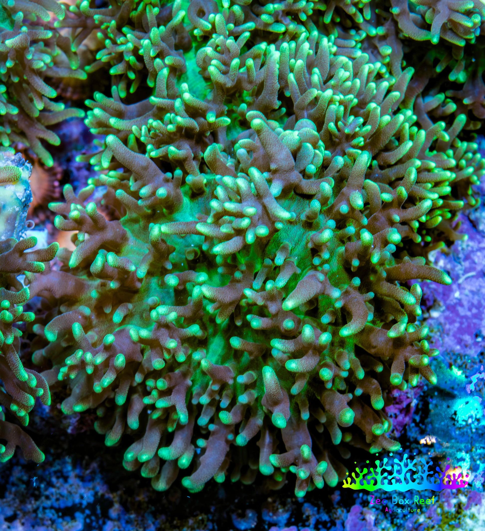 Ultra  Neon Green Fluffy Rhodactis Coral -  4cm Ultra  Neon Green Fluffy Rhodactis Coral -  4cm Animals & Pet Supplies Ultra  Neon Green Fluffy Rhodactis Coral -  4cm Zeo Box Reef