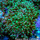 Ultra  Neon Green Fluffy Rhodactis Coral -  4cm Ultra  Neon Green Fluffy Rhodactis Coral -  4cm Animals & Pet Supplies Ultra  Neon Green Fluffy Rhodactis Coral -  4cm Zeo Box Reef