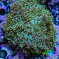 Ultra Neon Green Fluffy Rhodactis Coral WYSIWYG 5cm Ultra Neon Green Fluffy Rhodactis Coral WYSIWYG 5cm Animals & Pet Supplies Ultra Neon Green Fluffy Rhodactis Coral WYSIWYG 5cm Zeo Box Reef