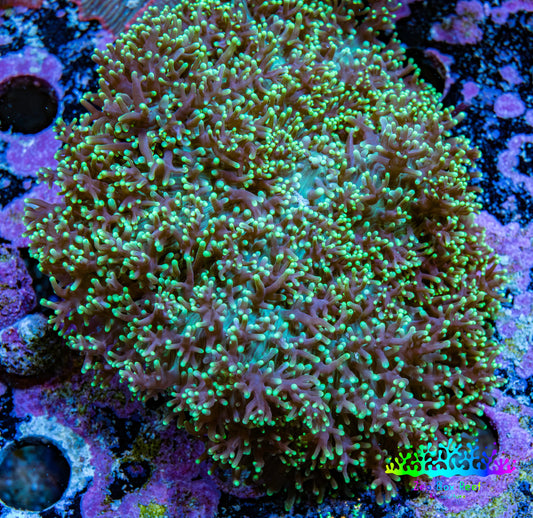 Ultra Neon Green Fluffy Rhodactis Coral WYSIWYG 5cm Ultra Neon Green Fluffy Rhodactis Coral WYSIWYG 5cm Animals & Pet Supplies Ultra Neon Green Fluffy Rhodactis Coral WYSIWYG 5cm Zeo Box Reef