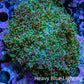 Ultra Neon Green Fluffy Rhodactis Coral WYSIWYG 5cm Ultra Neon Green Fluffy Rhodactis Coral WYSIWYG 5cm Animals & Pet Supplies Ultra Neon Green Fluffy Rhodactis Coral WYSIWYG 5cm Zeo Box Reef