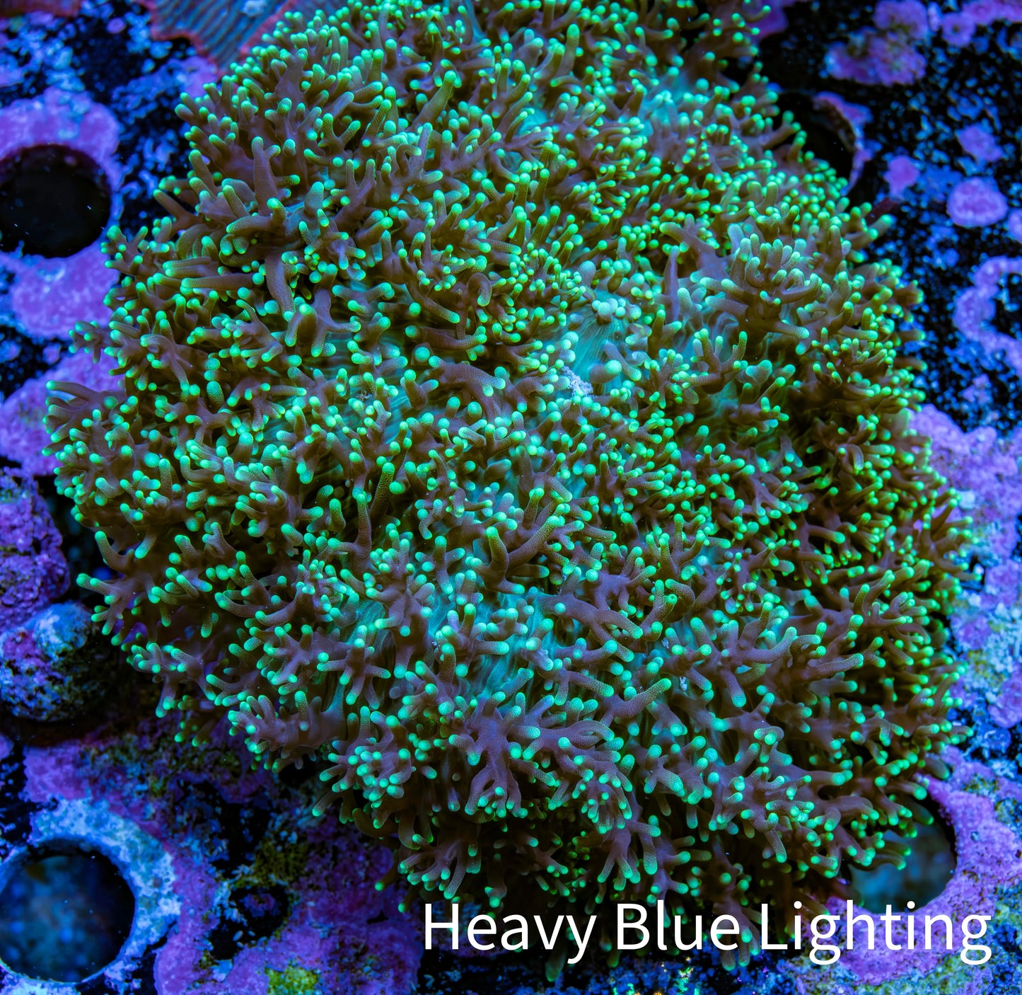 Ultra Neon Green Fluffy Rhodactis Coral WYSIWYG 5cm Ultra Neon Green Fluffy Rhodactis Coral WYSIWYG 5cm Animals & Pet Supplies Ultra Neon Green Fluffy Rhodactis Coral WYSIWYG 5cm Zeo Box Reef