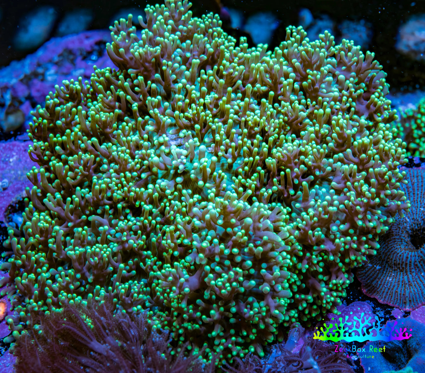 Ultra Neon Green Fluffy Rhodactis Coral WYSIWYG 9cm Ultra Neon Green Fluffy Rhodactis Coral WYSIWYG 9cm Animals & Pet Supplies Ultra Neon Green Fluffy Rhodactis Coral WYSIWYG 9cm Zeo Box Reef