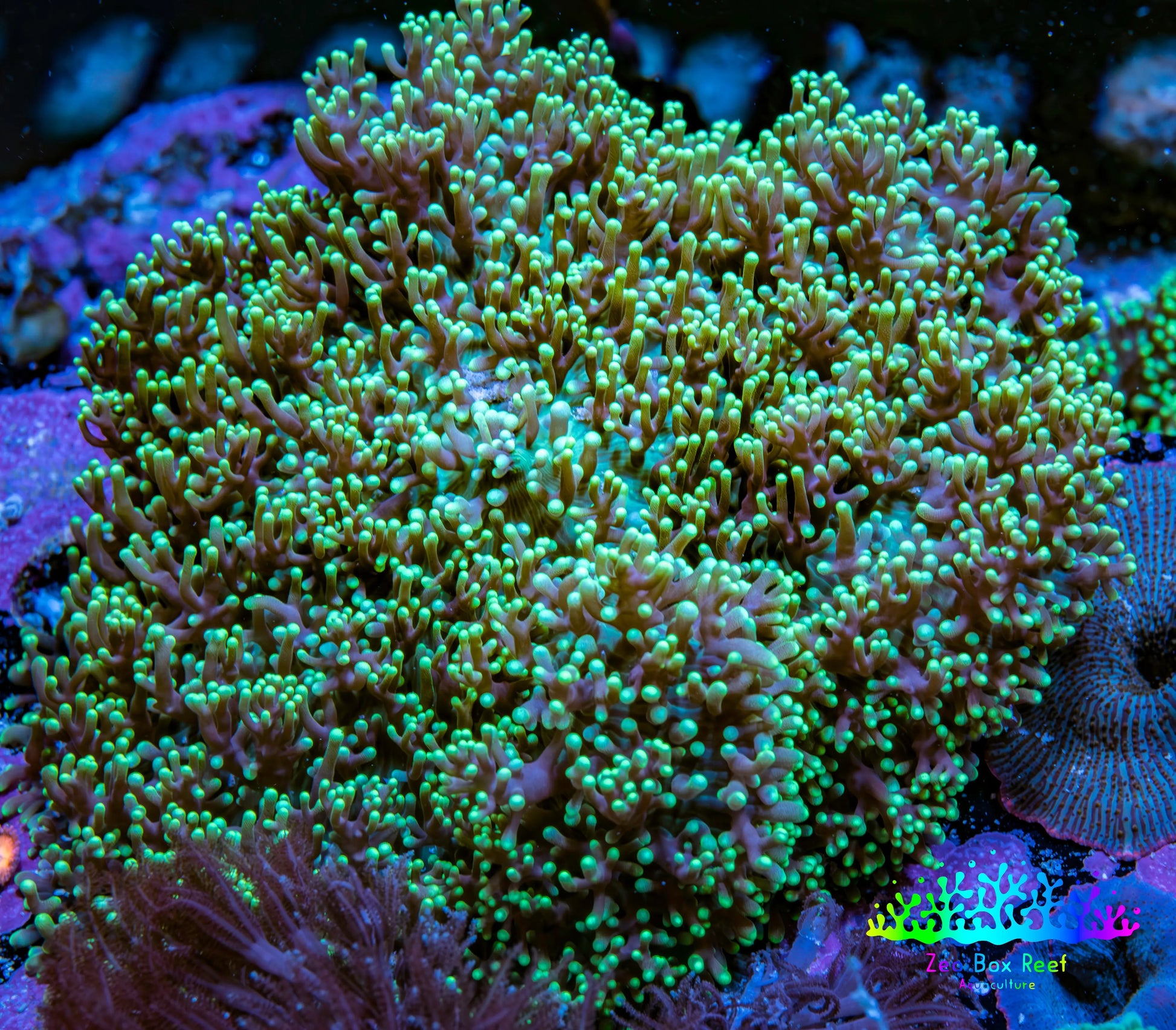 Ultra Neon Green Fluffy Rhodactis Coral WYSIWYG 9cm Ultra Neon Green Fluffy Rhodactis Coral WYSIWYG 9cm Animals & Pet Supplies Ultra Neon Green Fluffy Rhodactis Coral WYSIWYG 9cm Zeo Box Reef