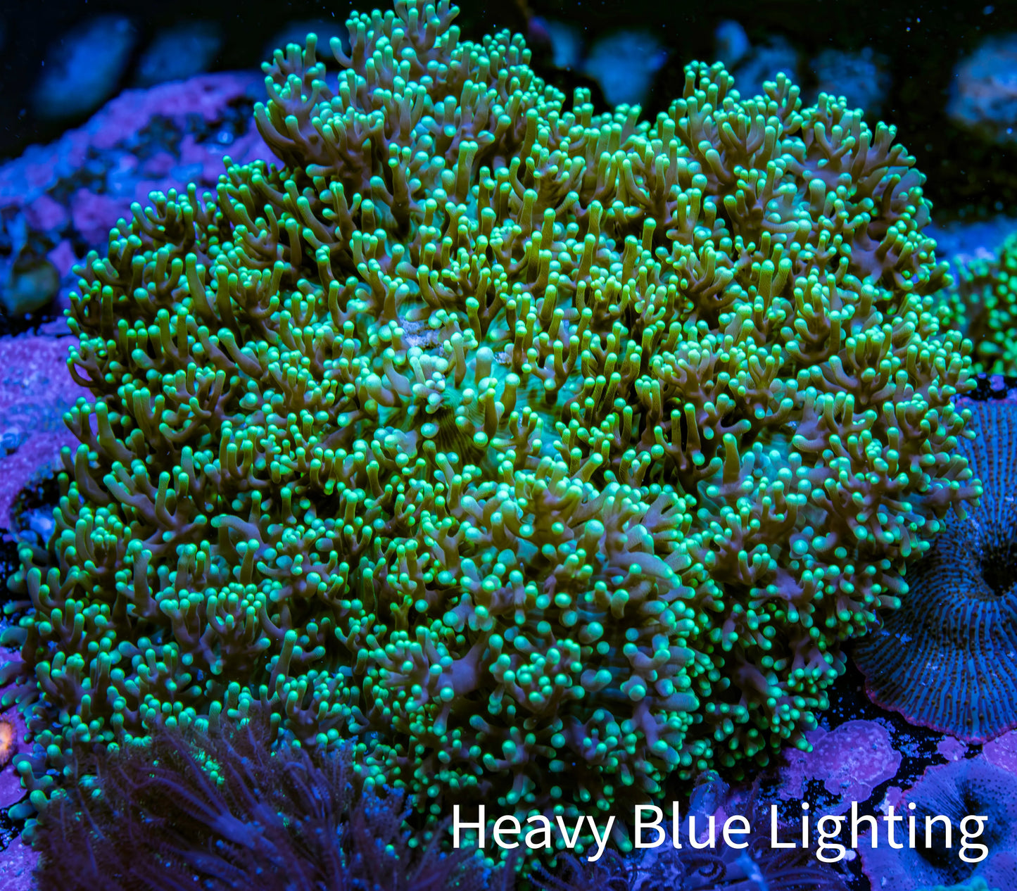 Ultra Neon Green Fluffy Rhodactis Coral WYSIWYG 9cm Ultra Neon Green Fluffy Rhodactis Coral WYSIWYG 9cm Animals & Pet Supplies Ultra Neon Green Fluffy Rhodactis Coral WYSIWYG 9cm Zeo Box Reef