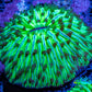 Ultra Neon Green  Fungia Coral WYSIWYG 2.5cm F10R2B1 Ultra Neon Green  Fungia Coral WYSIWYG 2.5cm F10R2B1 LPS Ultra Neon Green  Fungia Coral WYSIWYG 2.5cm F10R2B1 Zeo Box Reef