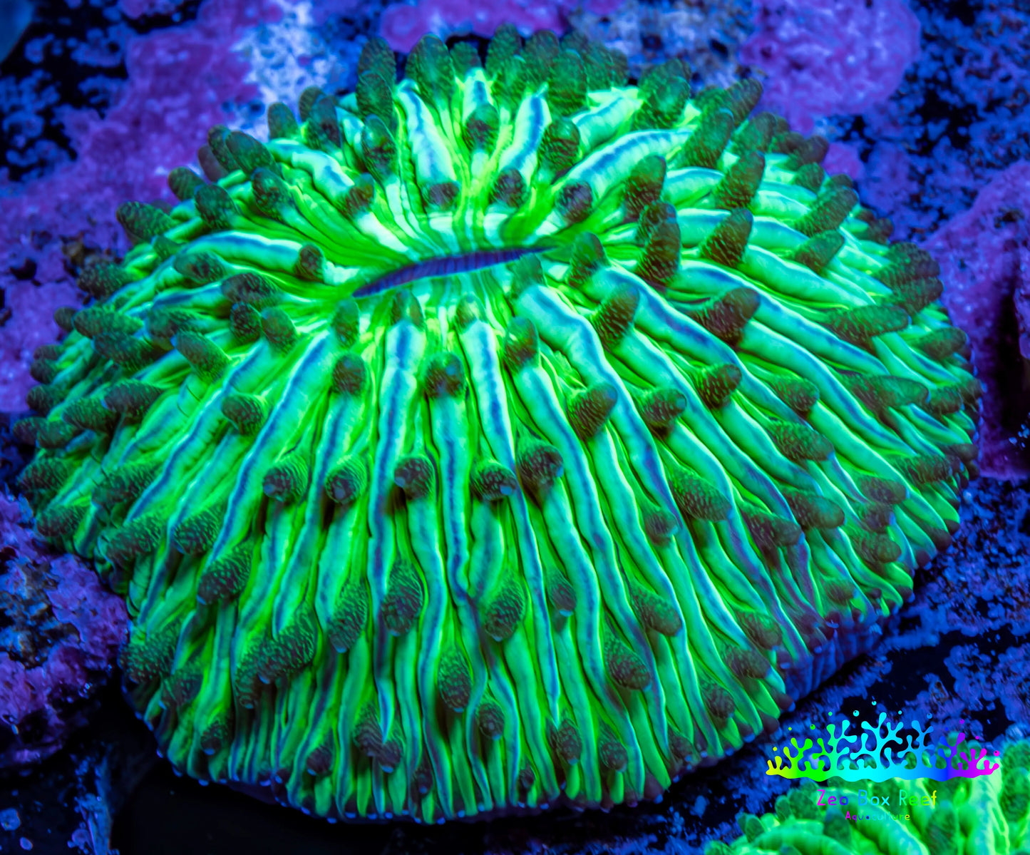 Ultra Neon Green  Fungia Coral WYSIWYG 2.5cm F10R2B1 Ultra Neon Green  Fungia Coral WYSIWYG 2.5cm F10R2B1 LPS Ultra Neon Green  Fungia Coral WYSIWYG 2.5cm F10R2B1 Zeo Box Reef
