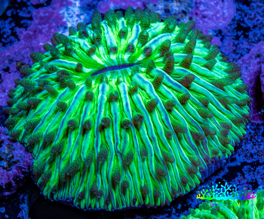 Ultra Neon Green  Fungia Coral WYSIWYG 2.5cm F10R2B1 Ultra Neon Green  Fungia Coral WYSIWYG 2.5cm F10R2B1 LPS Ultra Neon Green  Fungia Coral WYSIWYG 2.5cm F10R2B1 Zeo Box Reef