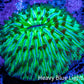 Ultra Neon Green  Fungia Coral WYSIWYG 2.5cm F10R2B1 Ultra Neon Green  Fungia Coral WYSIWYG 2.5cm F10R2B1 LPS Ultra Neon Green  Fungia Coral WYSIWYG 2.5cm F10R2B1 Zeo Box Reef