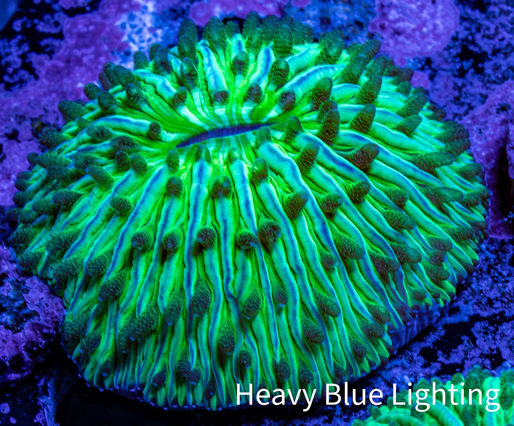 Ultra Neon Green  Fungia Coral WYSIWYG 2.5cm F10R2B1 Ultra Neon Green  Fungia Coral WYSIWYG 2.5cm F10R2B1 LPS Ultra Neon Green  Fungia Coral WYSIWYG 2.5cm F10R2B1 Zeo Box Reef