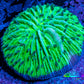 Ultra Neon Green  Fungia Coral WYSIWYG 2.5cm F10R2B1 (Copy) Ultra Neon Green  Fungia Coral WYSIWYG 2.5cm F10R2B1 (Copy) LPS Ultra Neon Green  Fungia Coral WYSIWYG 2.5cm F10R2B1 (Copy) Zeo Box Reef