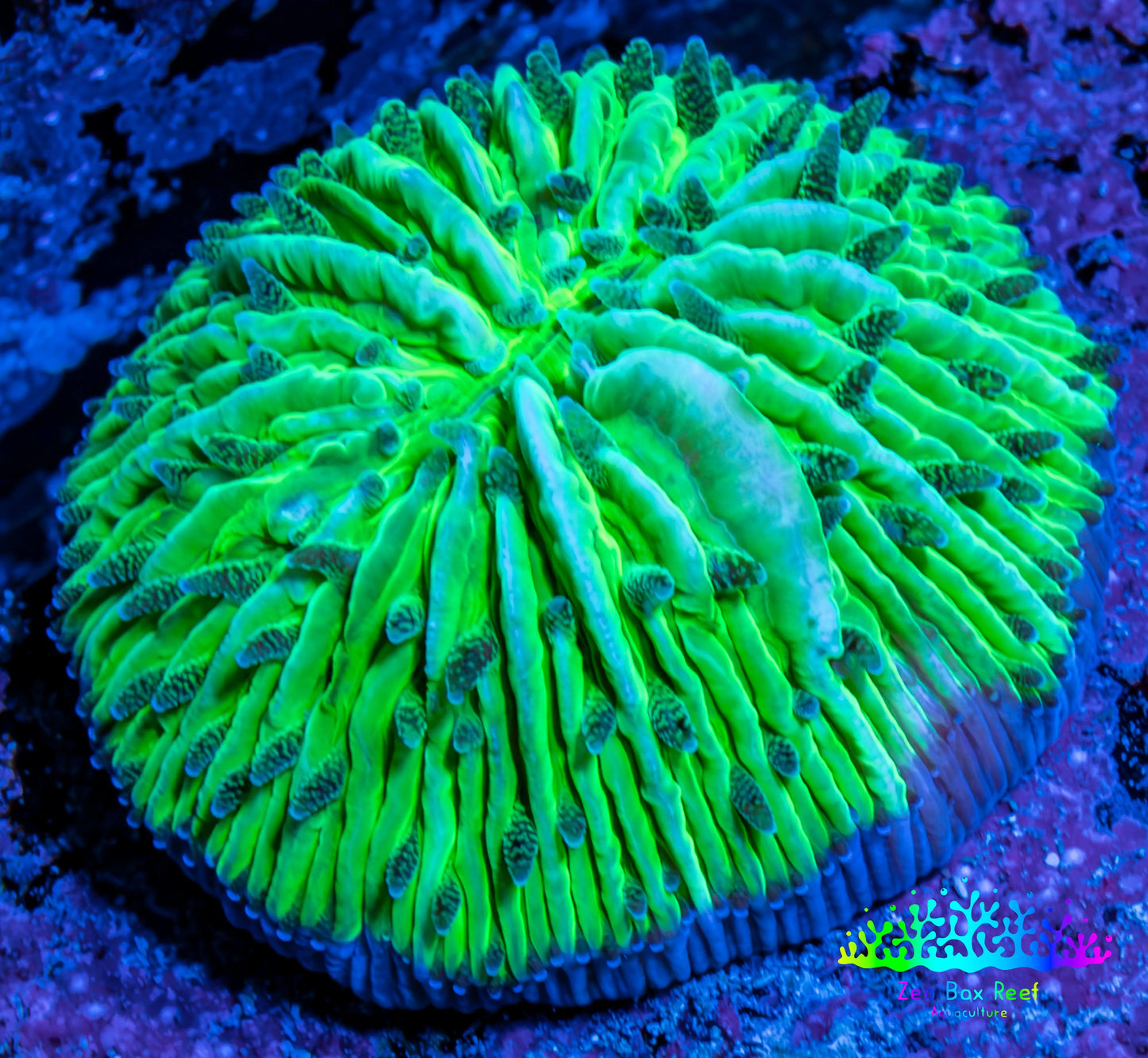 Ultra Neon Green  Fungia Coral WYSIWYG 2.5cm F10R2B1 (Copy) Ultra Neon Green  Fungia Coral WYSIWYG 2.5cm F10R2B1 (Copy) LPS Ultra Neon Green  Fungia Coral WYSIWYG 2.5cm F10R2B1 (Copy) Zeo Box Reef