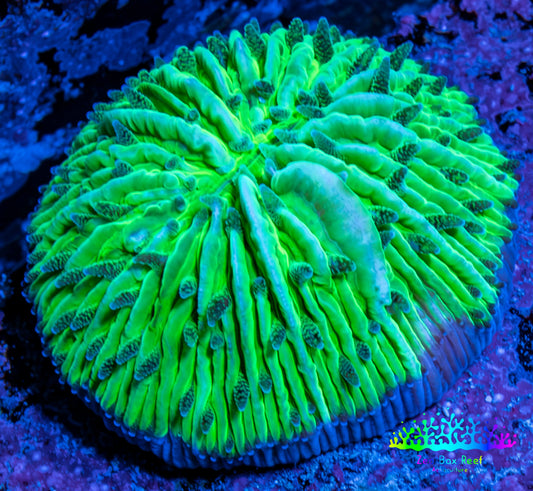 Ultra Neon Green  Fungia Coral WYSIWYG 2.5cm F10R2B1 (Copy) Ultra Neon Green  Fungia Coral WYSIWYG 2.5cm F10R2B1 (Copy) LPS Ultra Neon Green  Fungia Coral WYSIWYG 2.5cm F10R2B1 (Copy) Zeo Box Reef