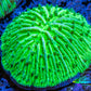 Ultra Neon Green  Fungia Coral WYSIWYG 2.5cm F11R2B1 Ultra Neon Green  Fungia Coral WYSIWYG 2.5cm F11R2B1 LPS Ultra Neon Green  Fungia Coral WYSIWYG 2.5cm F11R2B1 Zeo Box Reef