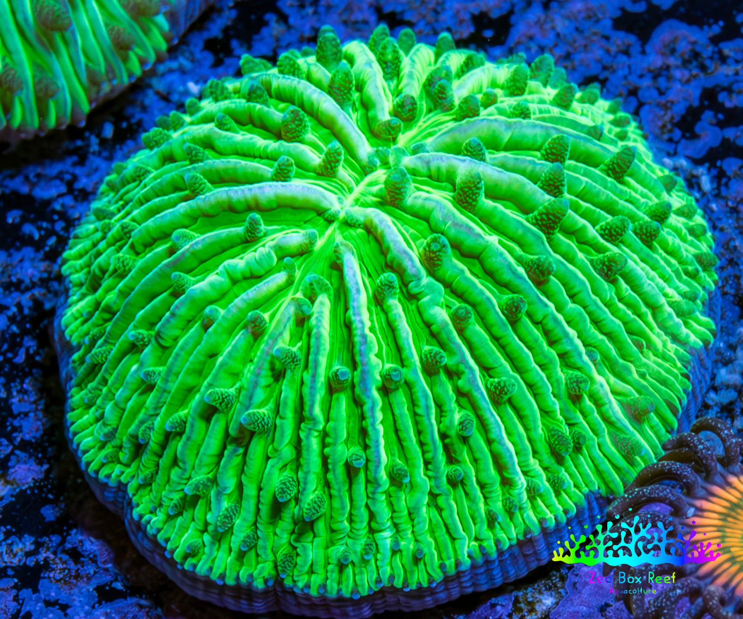 Ultra Neon Green  Fungia Coral WYSIWYG 2.5cm F11R2B1 Ultra Neon Green  Fungia Coral WYSIWYG 2.5cm F11R2B1 LPS Ultra Neon Green  Fungia Coral WYSIWYG 2.5cm F11R2B1 Zeo Box Reef