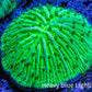 Ultra Neon Green  Fungia Coral WYSIWYG 2.5cm F11R2B1 Ultra Neon Green  Fungia Coral WYSIWYG 2.5cm F11R2B1 LPS Ultra Neon Green  Fungia Coral WYSIWYG 2.5cm F11R2B1 Zeo Box Reef