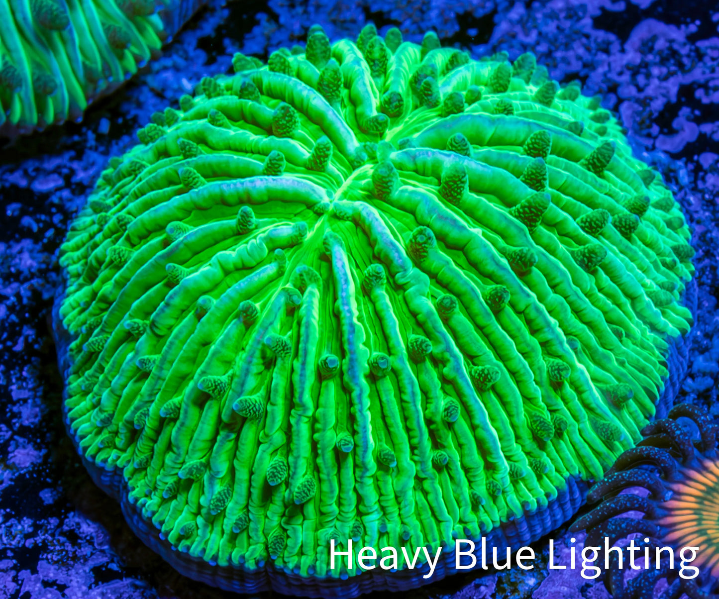 Ultra Neon Green  Fungia Coral WYSIWYG 2.5cm F11R2B1 Ultra Neon Green  Fungia Coral WYSIWYG 2.5cm F11R2B1 LPS Ultra Neon Green  Fungia Coral WYSIWYG 2.5cm F11R2B1 Zeo Box Reef