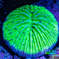 Ultra Neon Green  Fungia Coral WYSIWYG 2.5cm F3R3B2 Ultra Neon Green  Fungia Coral WYSIWYG 2.5cm F3R3B2 LPS Ultra Neon Green  Fungia Coral WYSIWYG 2.5cm F3R3B2 Zeo Box Reef