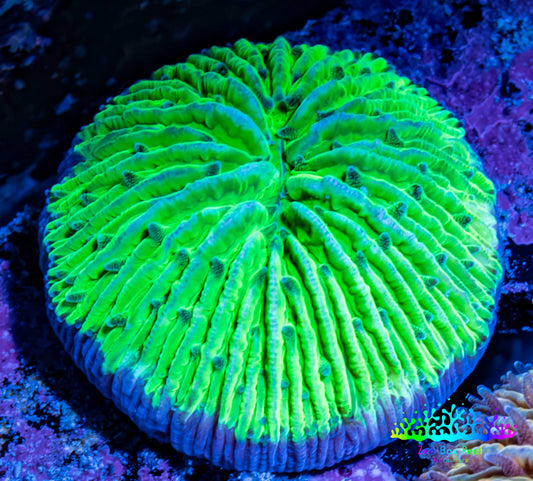 Ultra Neon Green  Fungia Coral WYSIWYG 2.5cm F3R3B2 Ultra Neon Green  Fungia Coral WYSIWYG 2.5cm F3R3B2 LPS Ultra Neon Green  Fungia Coral WYSIWYG 2.5cm F3R3B2 Zeo Box Reef