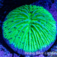 Ultra Neon Green  Fungia Coral WYSIWYG 2.5cm F3R3B2 Ultra Neon Green  Fungia Coral WYSIWYG 2.5cm F3R3B2 LPS Ultra Neon Green  Fungia Coral WYSIWYG 2.5cm F3R3B2 Zeo Box Reef
