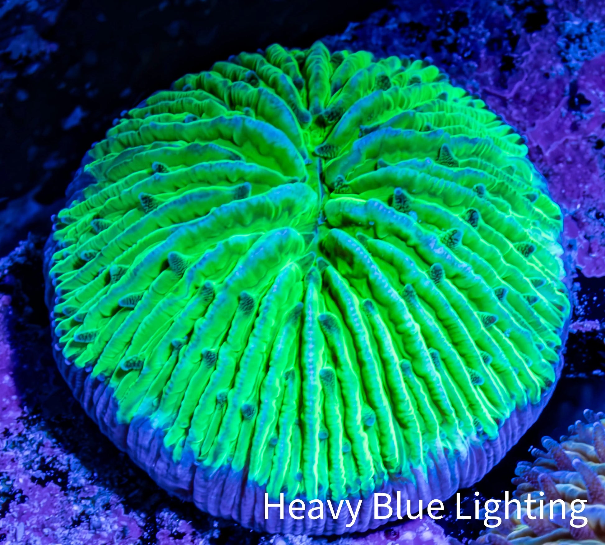 Ultra Neon Green  Fungia Coral WYSIWYG 2.5cm F3R3B2 Ultra Neon Green  Fungia Coral WYSIWYG 2.5cm F3R3B2 LPS Ultra Neon Green  Fungia Coral WYSIWYG 2.5cm F3R3B2 Zeo Box Reef