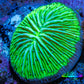 Ultra Neon Green  Fungia Coral WYSIWYG 2.5cm Ultra Neon Green  Fungia Coral WYSIWYG 2.5cm LPS Ultra Neon Green  Fungia Coral WYSIWYG 2.5cm Zeo Box Reef