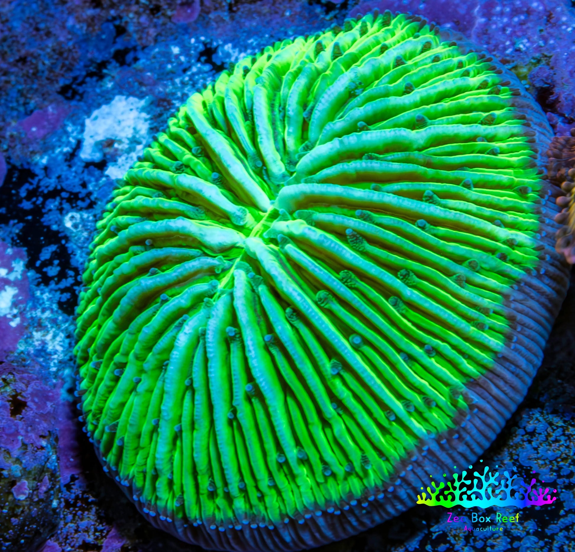 Ultra Neon Green  Fungia Coral WYSIWYG 2.5cm Ultra Neon Green  Fungia Coral WYSIWYG 2.5cm LPS Ultra Neon Green  Fungia Coral WYSIWYG 2.5cm Zeo Box Reef