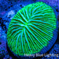 Ultra Neon Green  Fungia Coral WYSIWYG 2.5cm Ultra Neon Green  Fungia Coral WYSIWYG 2.5cm LPS Ultra Neon Green  Fungia Coral WYSIWYG 2.5cm Zeo Box Reef