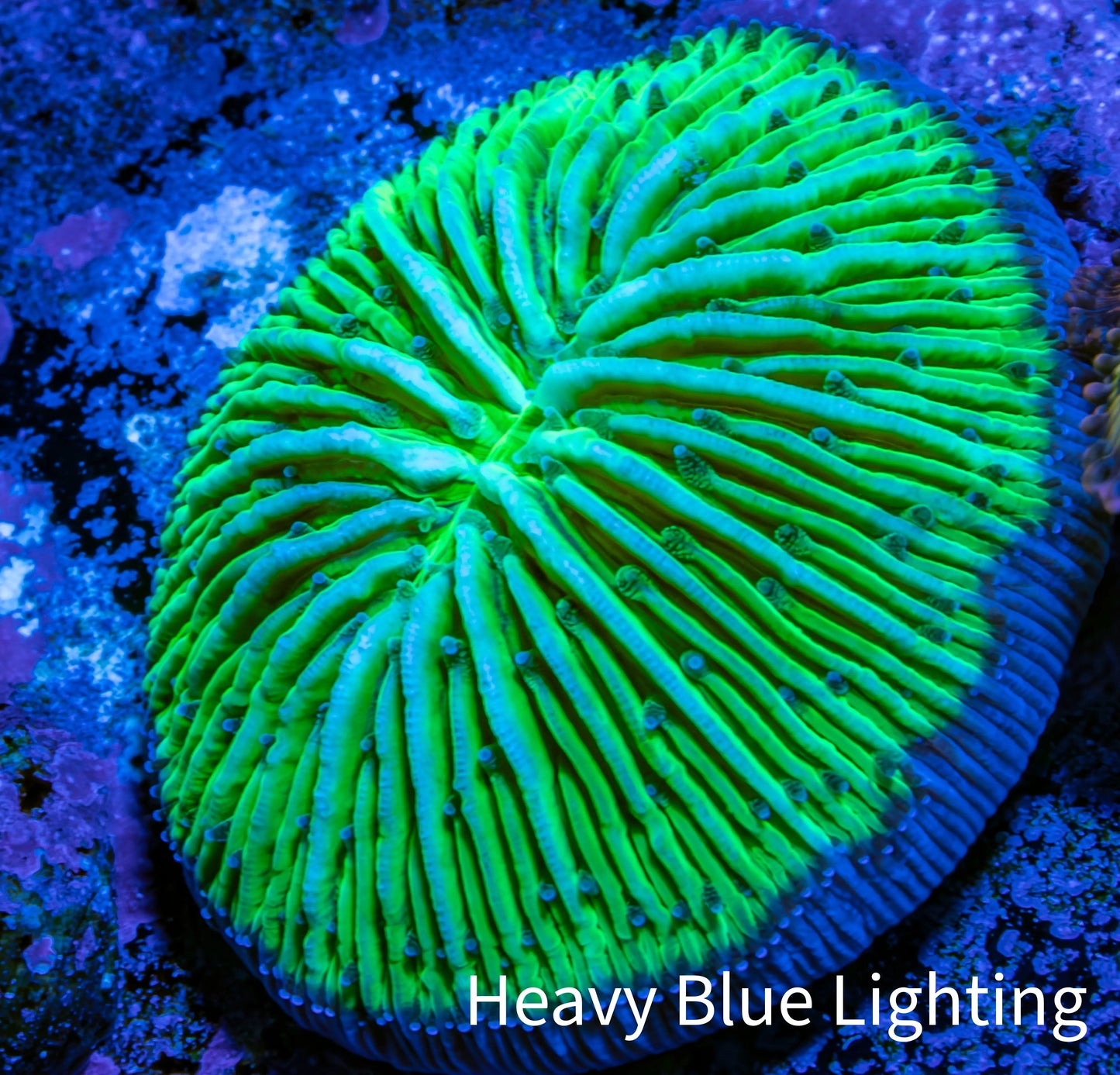 Ultra Neon Green  Fungia Coral WYSIWYG 2.5cm Ultra Neon Green  Fungia Coral WYSIWYG 2.5cm LPS Ultra Neon Green  Fungia Coral WYSIWYG 2.5cm Zeo Box Reef
