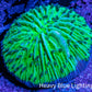 Ultra Neon Green  Fungia Coral WYSIWYG 2.5cm Ultra Neon Green  Fungia Coral WYSIWYG 2.5cm LPS Ultra Neon Green  Fungia Coral WYSIWYG 2.5cm Zeo Box Reef