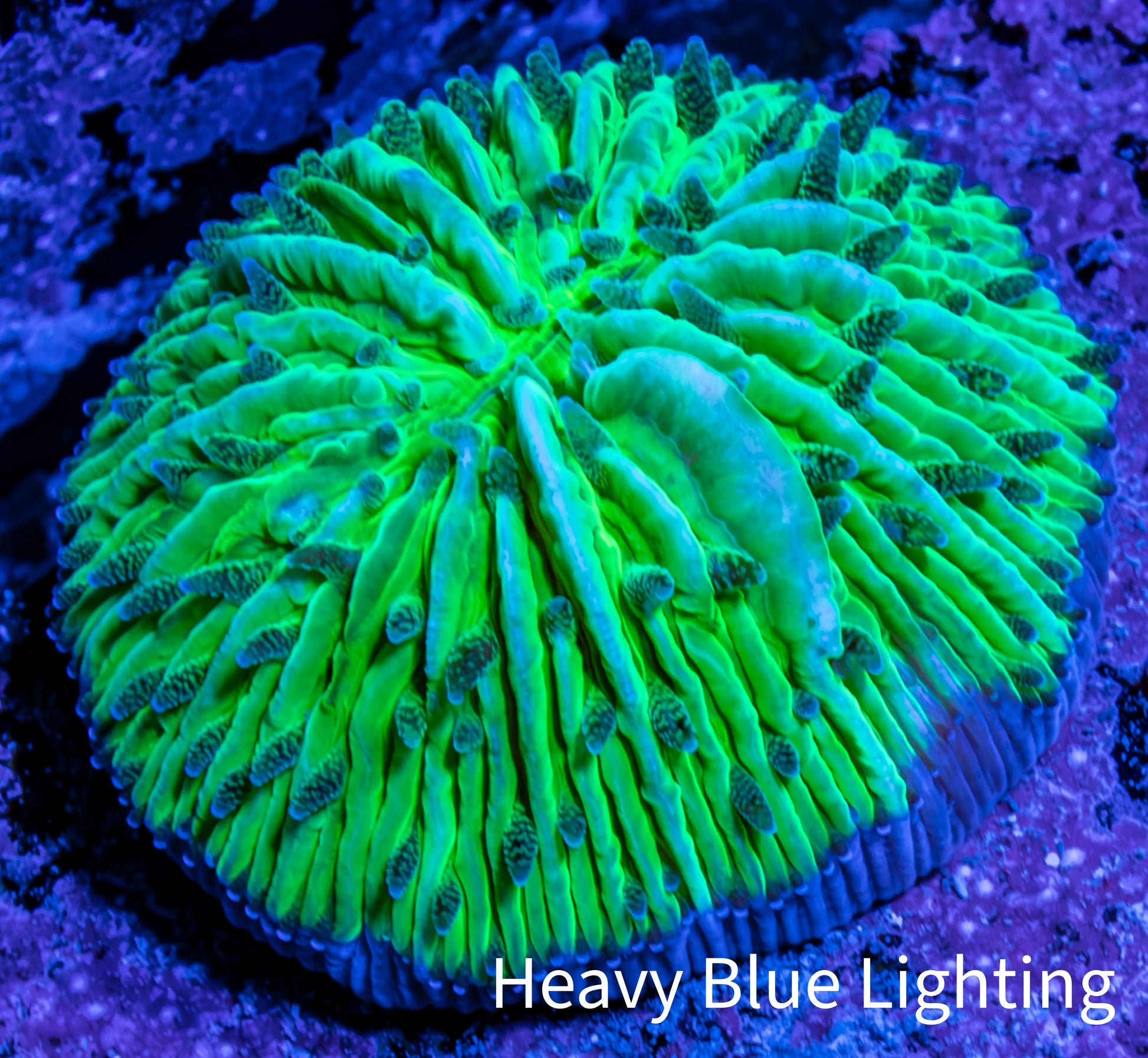 Ultra Neon Green  Fungia Coral WYSIWYG 2.5cm Ultra Neon Green  Fungia Coral WYSIWYG 2.5cm LPS Ultra Neon Green  Fungia Coral WYSIWYG 2.5cm Zeo Box Reef