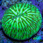 Ultra Neon Green Fungia Coral WYSIWYG 2cm Ultra Neon Green Fungia Coral WYSIWYG 2cm LPS Ultra Neon Green Fungia Coral WYSIWYG 2cm Zeo Box Reef