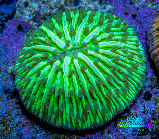 Ultra Neon Green Fungia Coral WYSIWYG 2cm Ultra Neon Green Fungia Coral WYSIWYG 2cm LPS Ultra Neon Green Fungia Coral WYSIWYG 2cm Zeo Box Reef