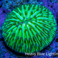 Ultra Neon Green Fungia Coral WYSIWYG 2cm Ultra Neon Green Fungia Coral WYSIWYG 2cm LPS Ultra Neon Green Fungia Coral WYSIWYG 2cm Zeo Box Reef